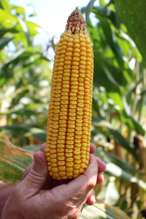 corn yield potential 2png